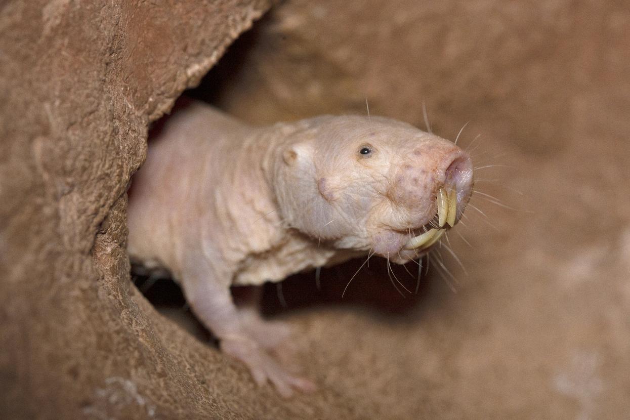 Red (and Pink) Alert | San Diego Zoo Wildlife Alliance